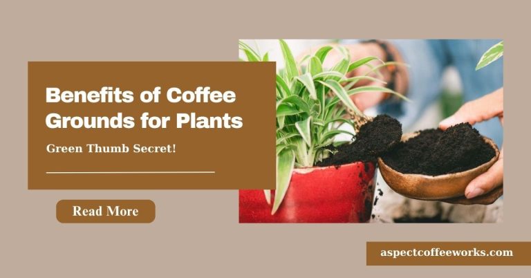 Benefits of Using Coffee Grounds for Plants: A Comprehensive Guide