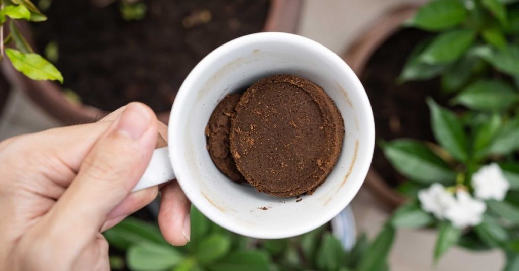 How to Use Coffee Grounds for Plants