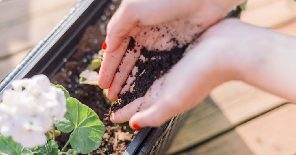 What is Using Coffee Grounds as Fertilizer?